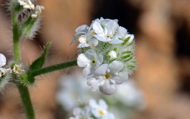 Narrowstem Cryptantha has small but showy flowers, white with yellow centers in the corolla tube. The flowers grow in small clusters; flowering stems are coiled and hairy. Cryptantha gracilis 